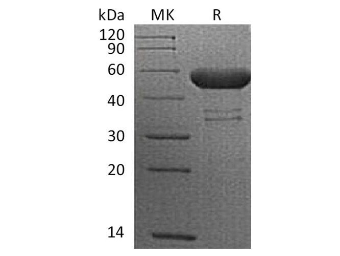 Recombinant Cynomolgus CTLA-4/CD152 Protein (Fc Tag)