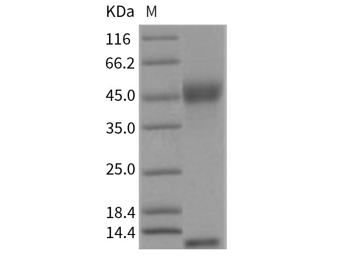 Recombinant Rat FCGRT & B2M Heterodimer Protein