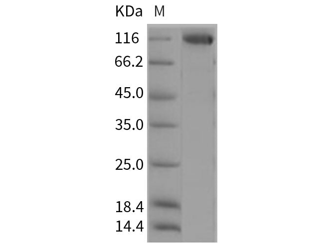 Recombinant Rat ENPEP/Aminopeptidase A Protein (aa 41-945, His Tag)(Active)