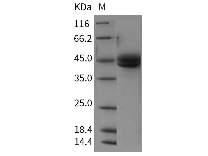 Recombinant Rat ICOS/AILIM/CD278 Protein (Fc Tag)