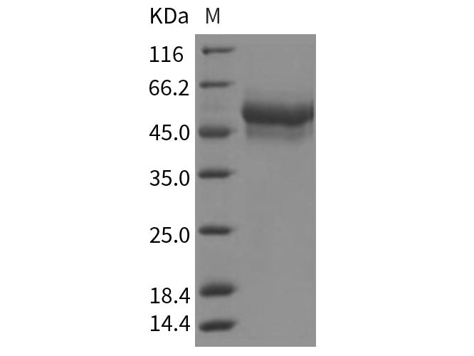 Recombinant Rat LAG3/CD223 Protein (His Tag)