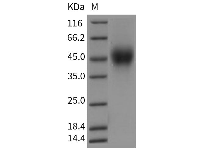 Recombinant Rat CD150/SLAM Protein (His Tag)
