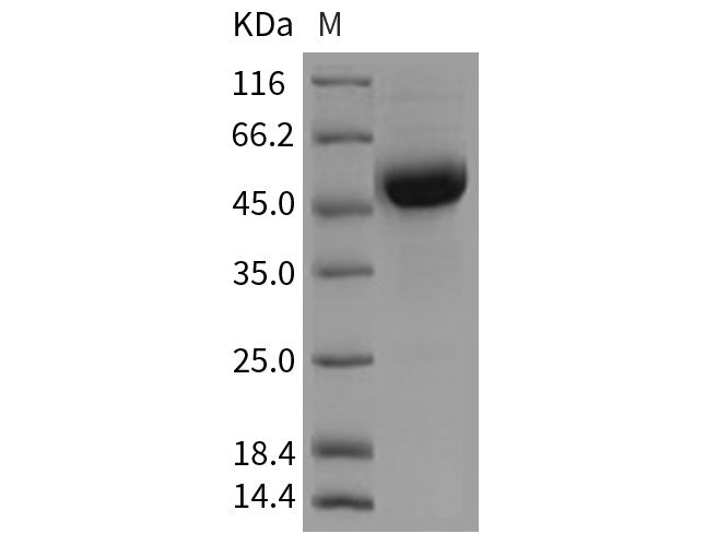 Recombinant Rat CD79B/B29 Protein (Fc Tag)