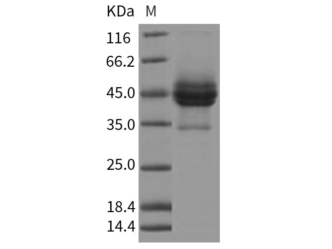 Recombinant Rat CD63/Tspan-30 Protein (Fc Tag)
