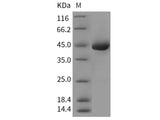 Recombinant Rat REG3A/HIP Protein (Fc Tag)