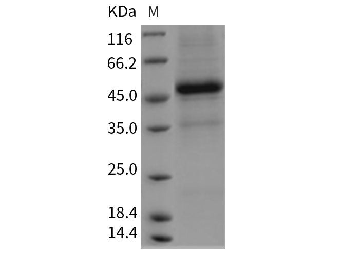 Recombinant Rat Interleukin-25/IL-25 Protein (Fc Tag)(Active)