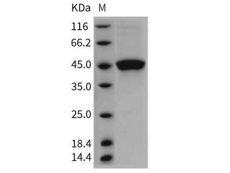 Recombinant Rat GITR/TNFRSF18 Protein (Fc Tag)