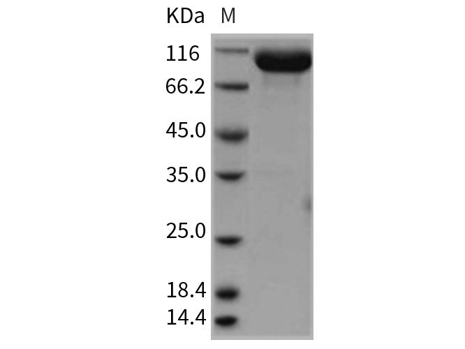 Recombinant Rat EphA4 Protein (Fc Tag)(Active)