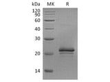 Recombinant Rat VEGF-A/VEGF164 Protein