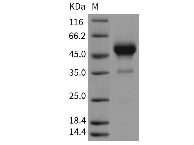 Recombinant Rat Interferon γ/IFNG Protein (Fc Tag)(Active)