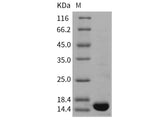 Recombinant Rat TNF-alpha/TNFA Protein (Active)