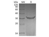 Recombinant Rat IgG2A Fc/Igg-2a Protein