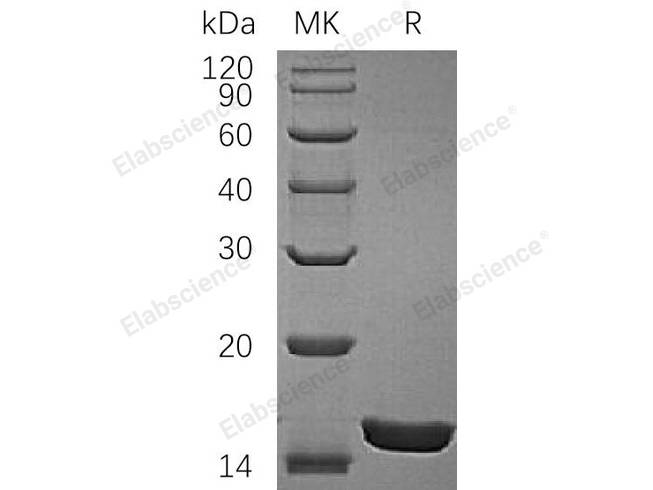 Recombinant Rat IL-1A/ IL-1α Protein