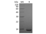 Recombinant Human/Mouse/Rat BMP-2 Protein