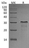 Recombinant Rat HER2/ErbB2 Protein (aa 67-323, His Tag)