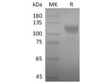 Recombinant 2019-nCoV S1 Protein(Active)