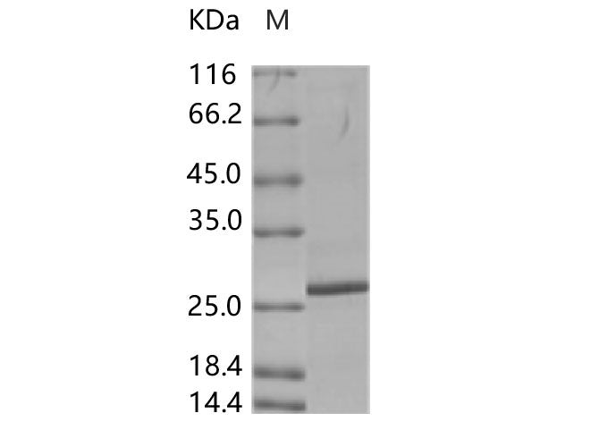 Recombinant Porcine circovirus 2 (PCV2) Capsid protein (His Tag)