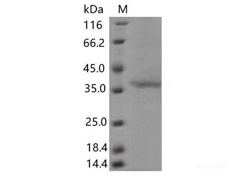 Recombinant SARS-CoV-2 Spike RBD(G446V)(His Tag), Cell Assays, Elabscience Biotechnology, MSE Supplies