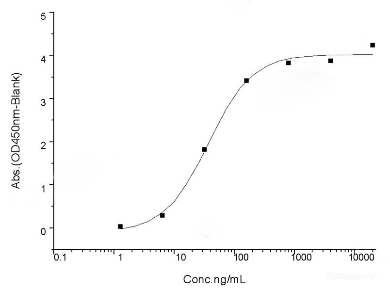 Recombinant SARS-CoV-2 Spike Protein (RBD, His Tag)(W436R)(Active), Cell Assays, Elabscience Biotechnology, MSE Supplies