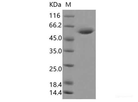 Recombinant SARS-CoV-2 Spike RBD Protein (mFc Tag)(Omicron), Cell Assays, Elabscience Biotechnology, MSE Supplies