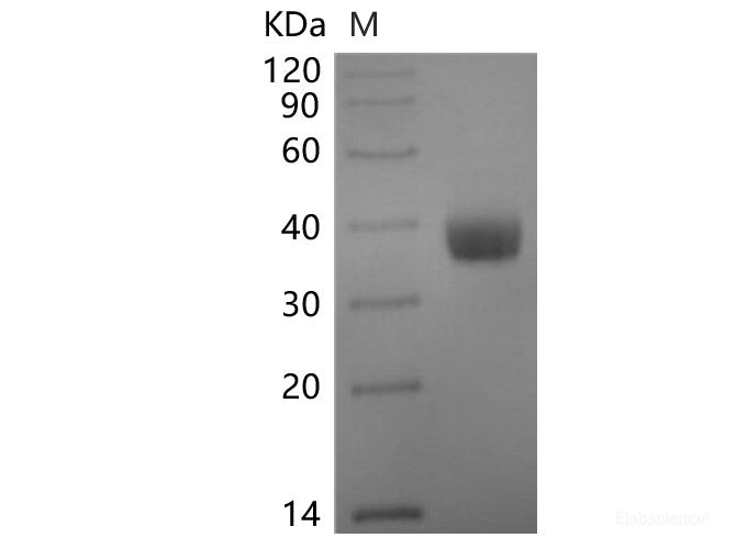 Recombinant SARS-CoV-2 Spike RBD Protein (C-6His-Avi)(Omicron), Biotinylated, Cell Assays, Elabscience Biotechnology, MSE Supplies