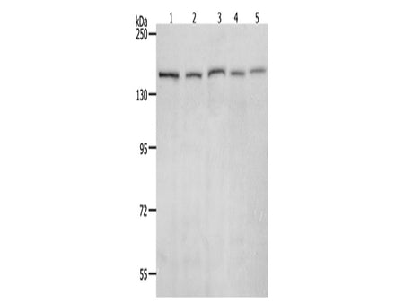 RAD50 Polyclonal Antibody Store at -20°C