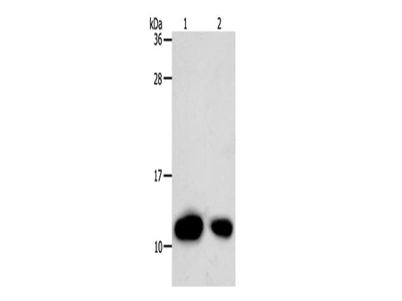 TXN Polyclonal Antibody Store at -20°C