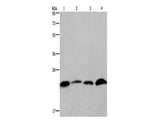 CMTM6 Polyclonal Antibody Store at -20°C