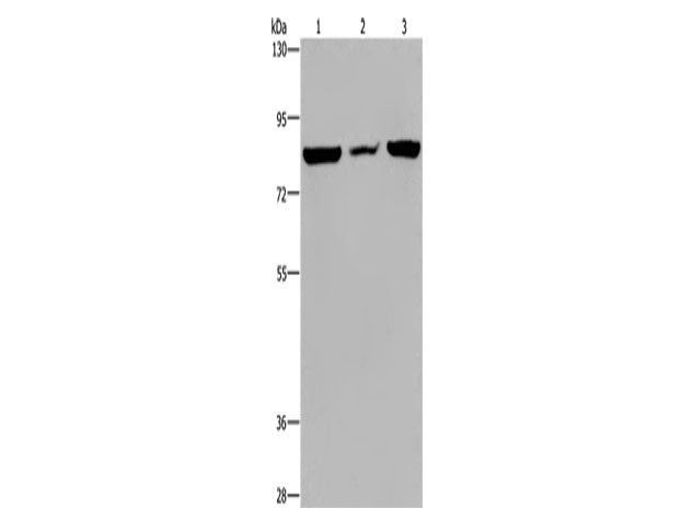 P3H3 Polyclonal Antibody Store at -20°C