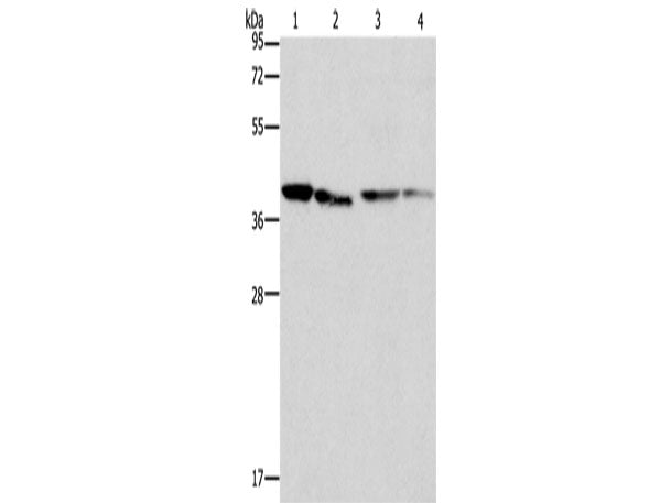 BCAT2 Polyclonal Antibody Store at -20°C