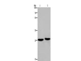 EPDR1 Polyclonal Antibody