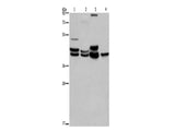 ERK1/2 Polyclonal Antibody