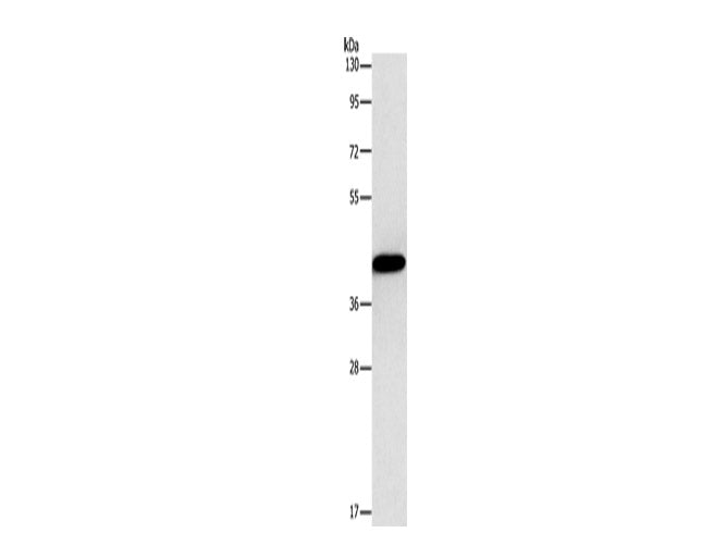 Connexin-45 Polyclonal Antibody Store at -20°C
