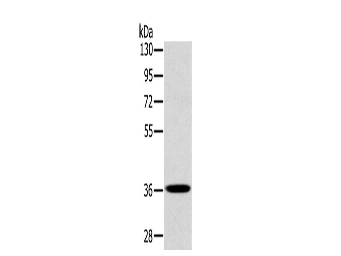 CLP36 Polyclonal Antibody Store at -20°C