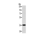 CLP36 Polyclonal Antibody Store at -20°C