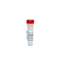 Tribioscience Rapamycin, mTOR Inhibitor (TBI1104)