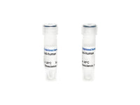 Tribioscience Human Adrenocorticotropic Hormone (ACTH) Monoclonal Antibody (TBS10010)