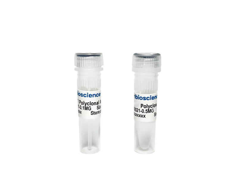 Tribioscience Phospho-Tau Thr217 (p-tau217) Polyclonal Antibody for ELISA, Western Blot and IHC (TBS10021), Biomarkers, Tribioscience, MSE Supplies