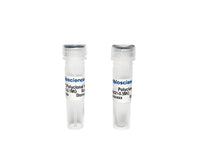 Tribioscience Phospho-Tau Thr217 (p-tau217) Polyclonal Antibody for ELISA, Western Blot and IHC (TBS10021), Biomarkers, Tribioscience, MSE Supplies