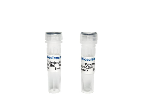 Tribioscience Phospho-Tau Thr217 (p-tau217) Polyclonal Antibody for ELISA, Western Blot and IHC (TBS10021), Biomarkers, Tribioscience, MSE Supplies