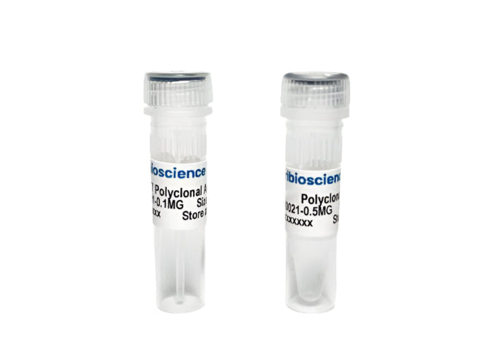 Tribioscience Phospho-Tau Thr231 (p-tau231) Polyclonal Antibody for ELISA, Western Blot and IHC (TBS10035)