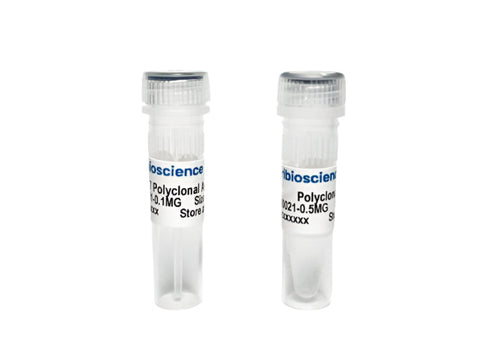 Tribioscience Phospho-Tau Thr231 (p-tau231) Polyclonal Antibody for ELISA, Western Blot and IHC (TBS10035)