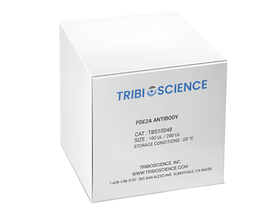 Tribioscience PDE2A Antibody (TBS10048), Biomarkers, Tribioscience, MSE Supplies