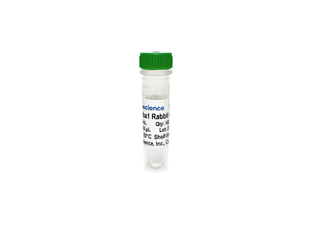 Tribioscience Anti-Iba1 Antibody Monoclonal Antibody (TBS10075), Biomarkers, Tribioscience, MSE Supplies
