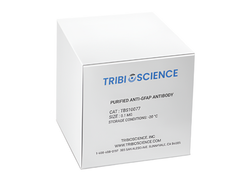 Tribioscience Purified Anti-GFAP Antibody (TBS10077)