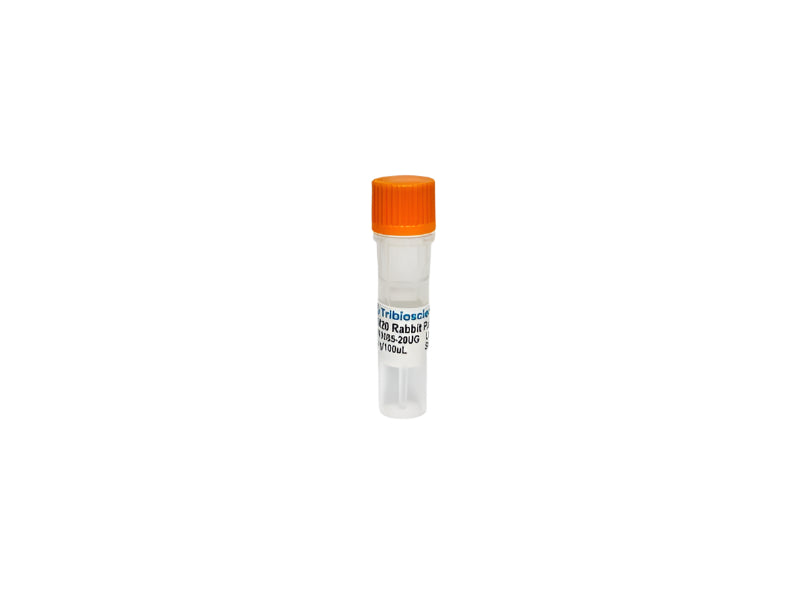 Tribioscience RBM20 Rabbit Polyclonal Antibody (TBS10085)