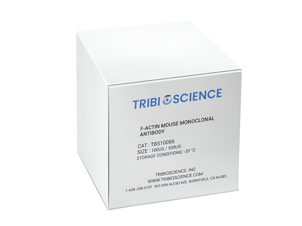 Tribioscience F-actin Mouse Monoclonal Antibody (TBS10086)