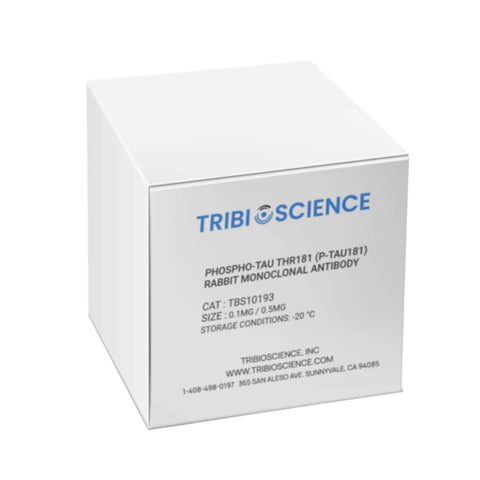 Tribioscience Phospho-Tau Thr181 (p-tau181) Rabbit Monoclonal Antibody for ELISA, Western Blot and IHC (TBS10193)