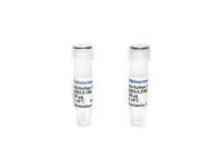 Tribioscience Monoclonal Antibody to Human IFN-Gamma (TBS134203)