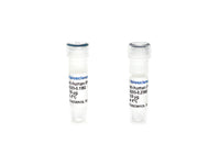 Tribioscience Monoclonal Antibody to Human IFN-Gamma (TBS134205)